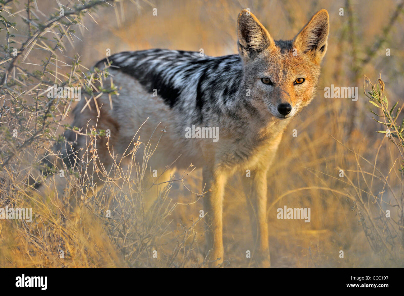 Black-backed jackal (Canis mesomelas) portrait, Etosha National Park, Namibia Stock Photo