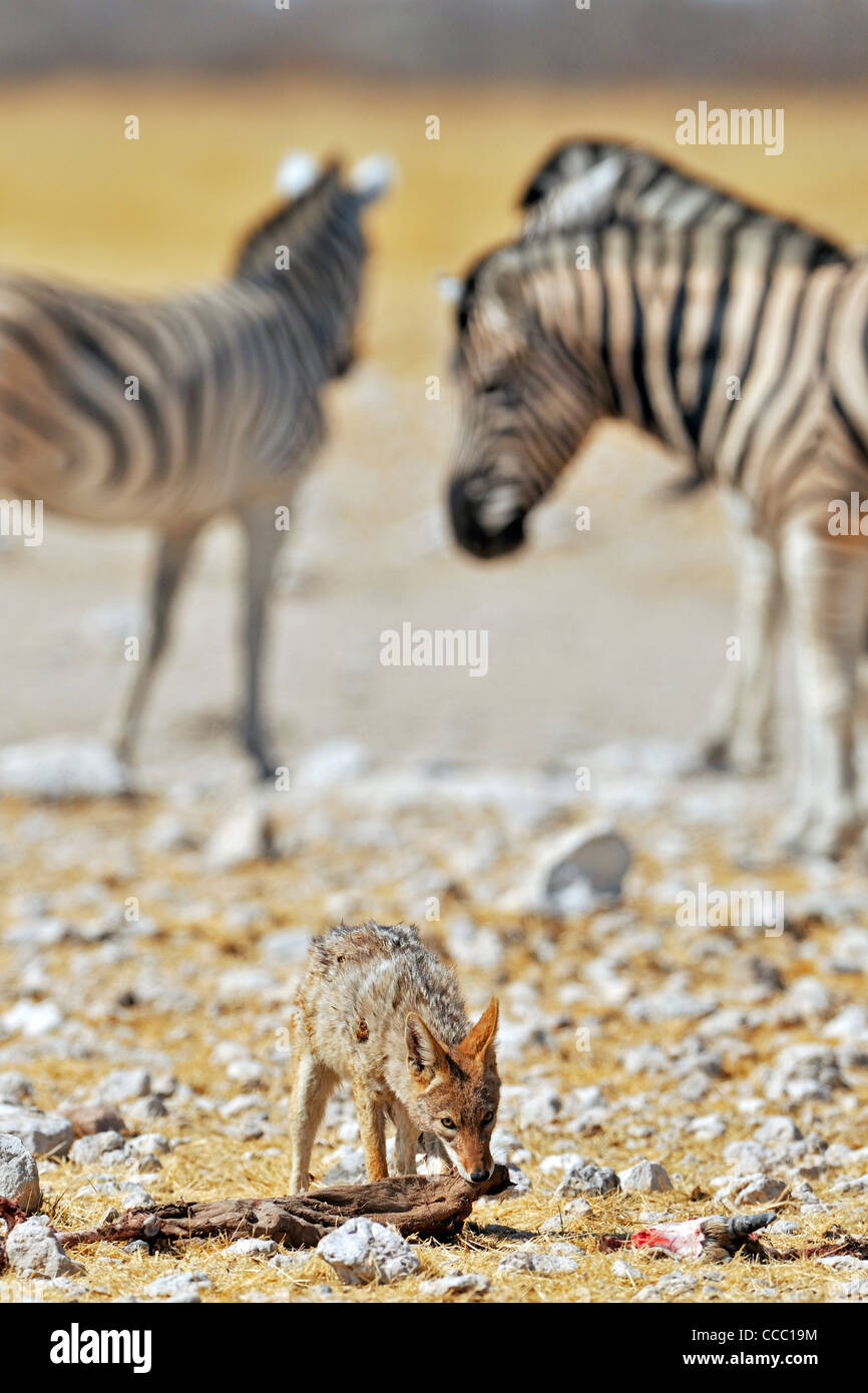 Black-backed jackal (Canis mesomelas) eating from antelope carcass among zebras, Etosha National Park, Namibia Stock Photo
