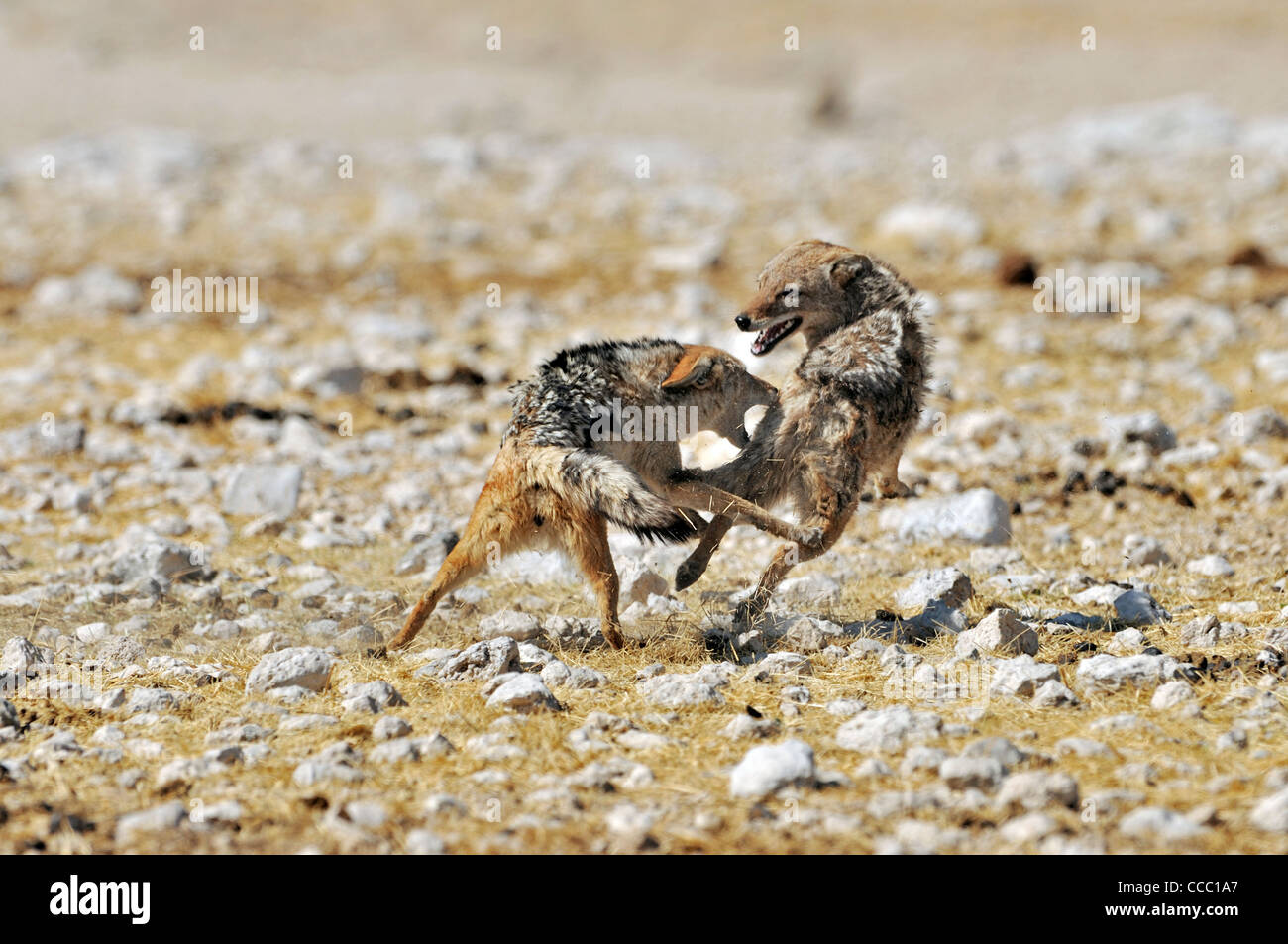 Black-backed jackals (Canis mesomelas) fighting, Etosha National Park, Namibia Stock Photo