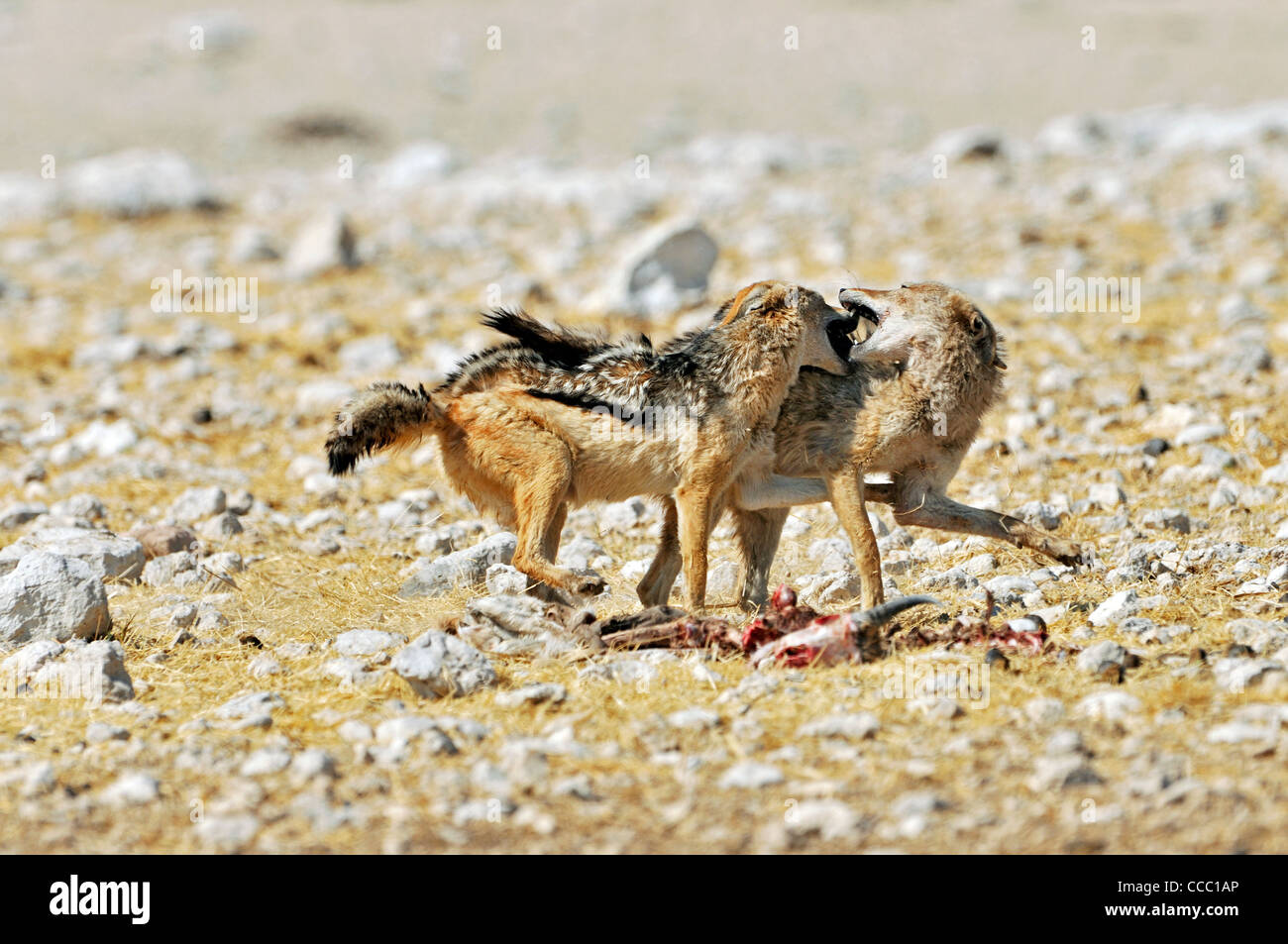 Two Black-backed jackals (Canis mesomelas) fighting over carcass, Etosha National Park, Namibia Stock Photo