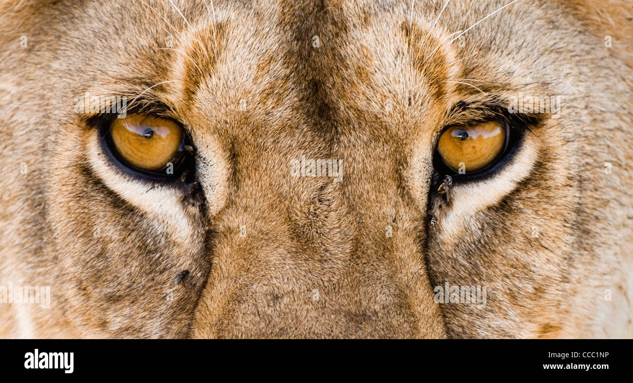 African lion (Panthera leo) close-up of eyes with flies, Africa Stock Photo