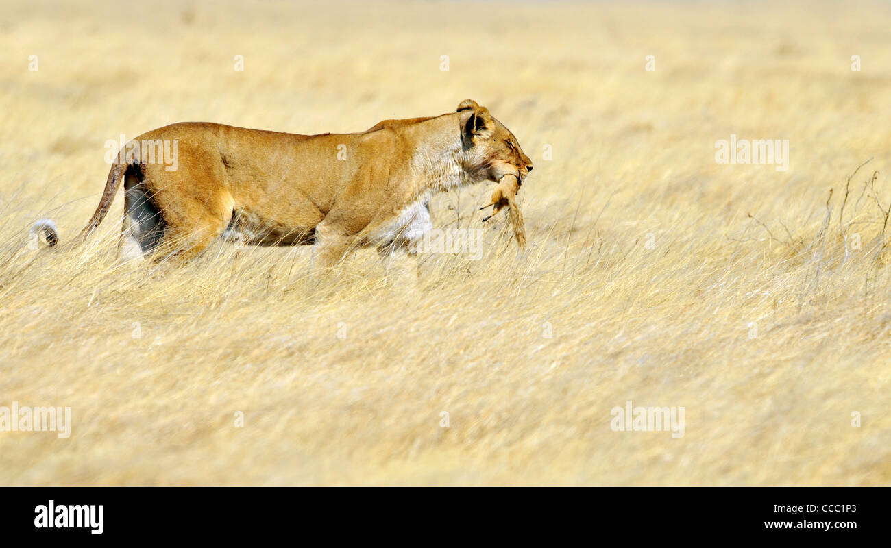 Lion and squirrel hi-res stock photography and images - Alamy