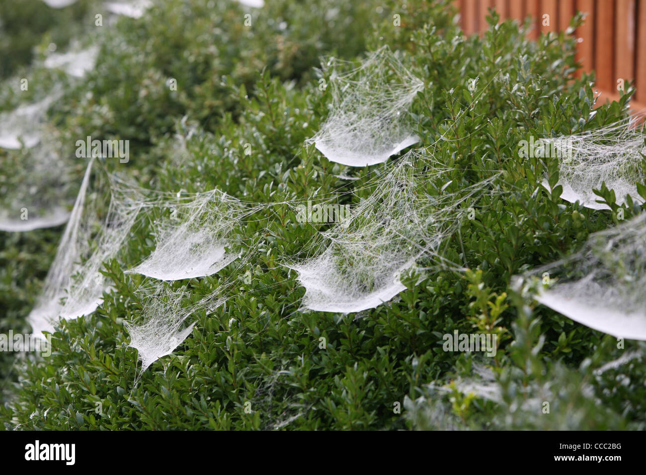 spider webs covered in dew Stock Photo Alamy