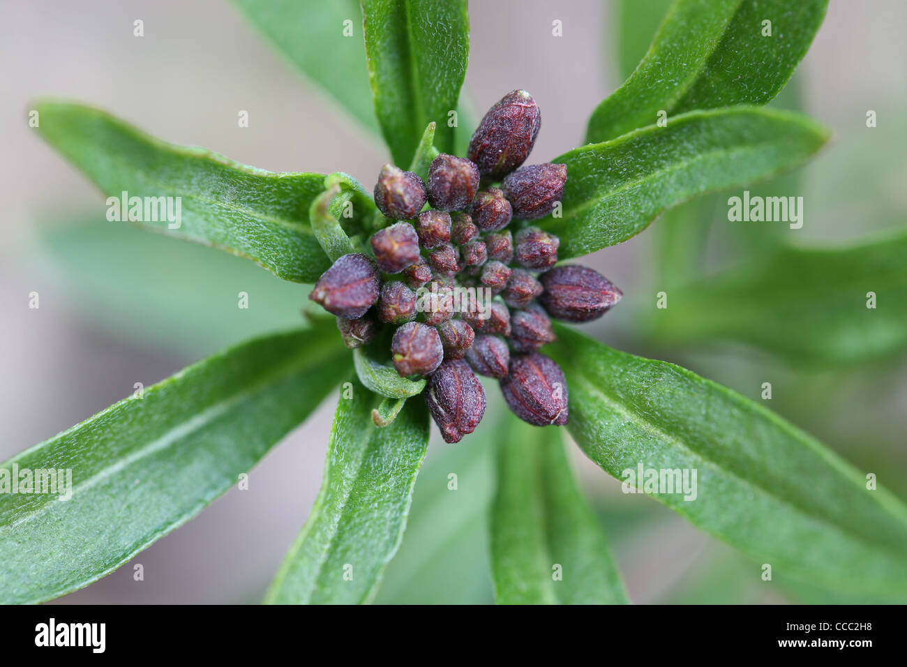erysimum wallflower buds in spring Stock Photo