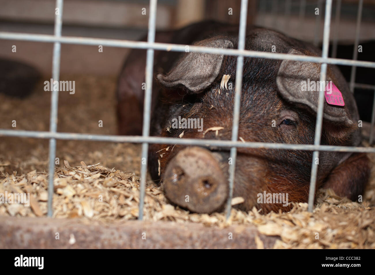 Domestic pig with ear tag Stock Photo Alamy