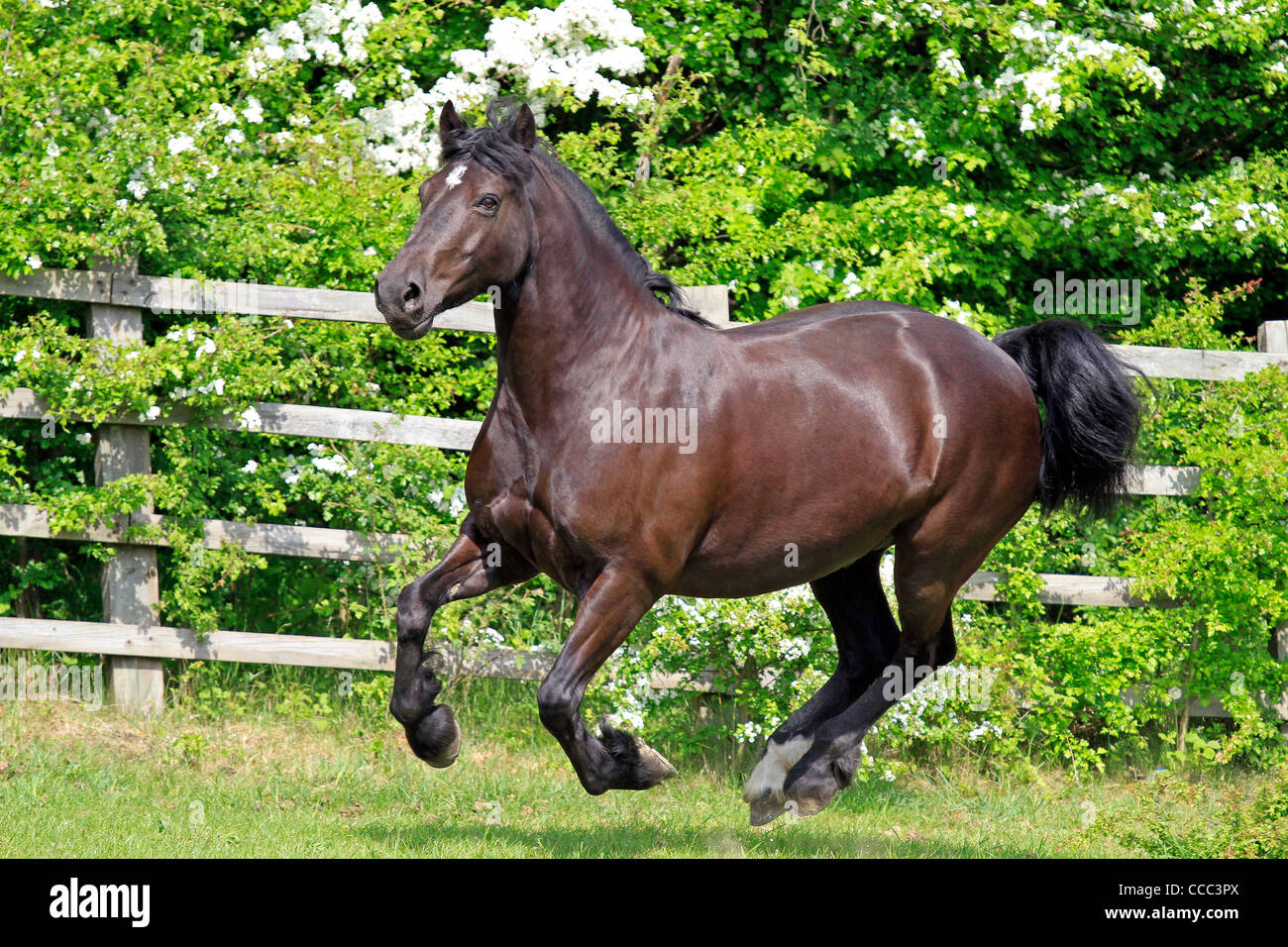 a horse in mid canter Stock Photo