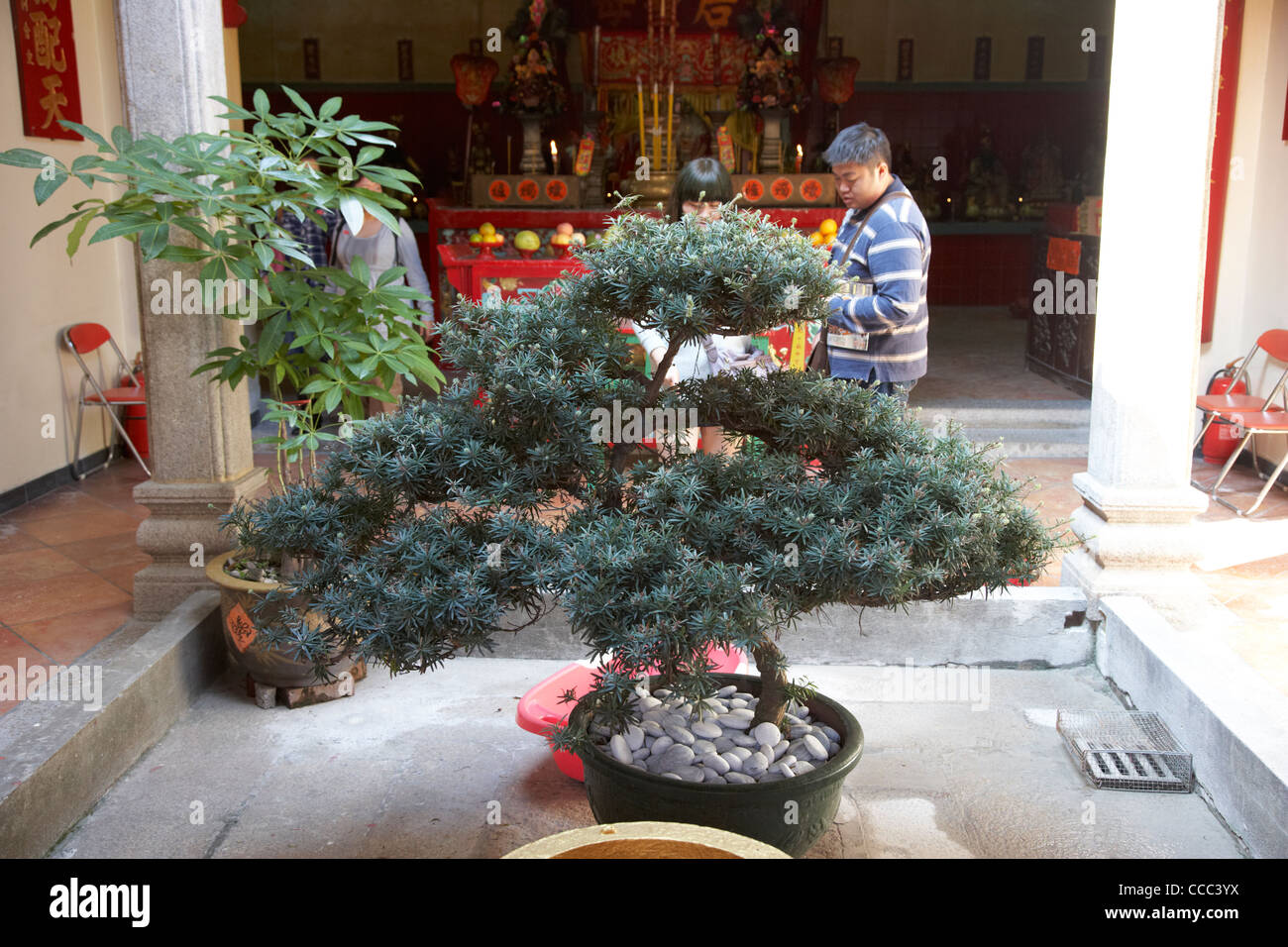 large bonsai tree in the entrance atrium of tin hau temple stanley hong kong hksar china asia Stock Photo