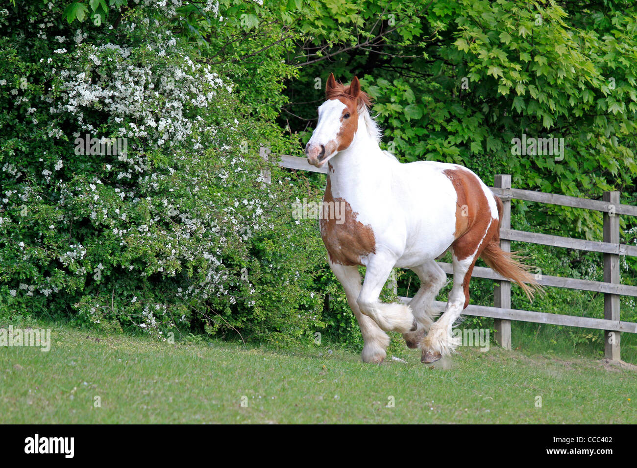 a horse in mid canter Stock Photo
