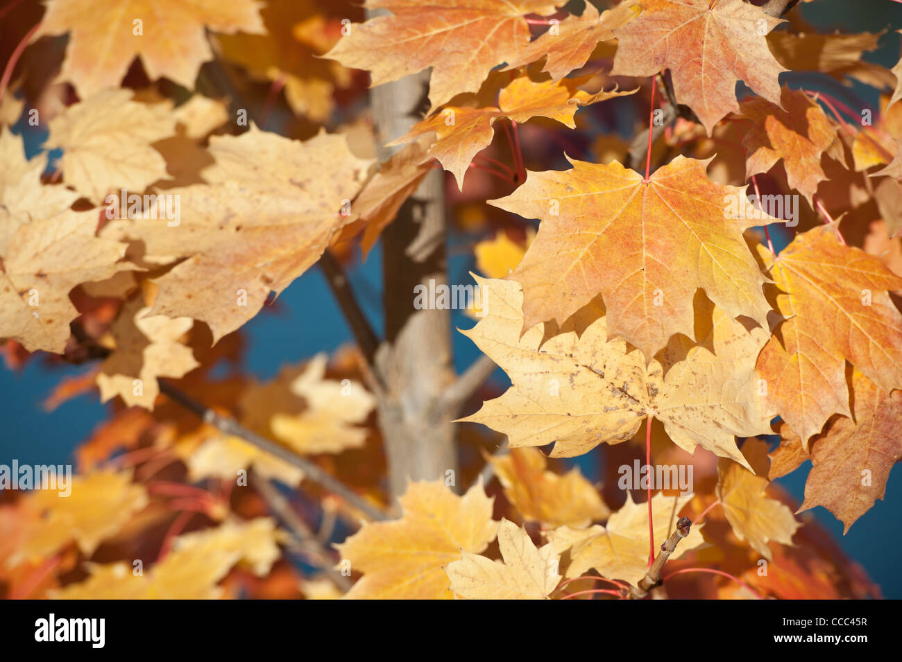 Detail of leaves of maple turning yellow during Autumn, Norway Stock Photo Alamy