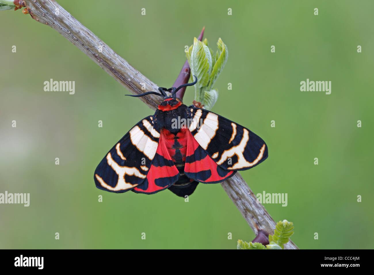 Hebe Tiger Moth (Arctia festiva) Stock Photo
