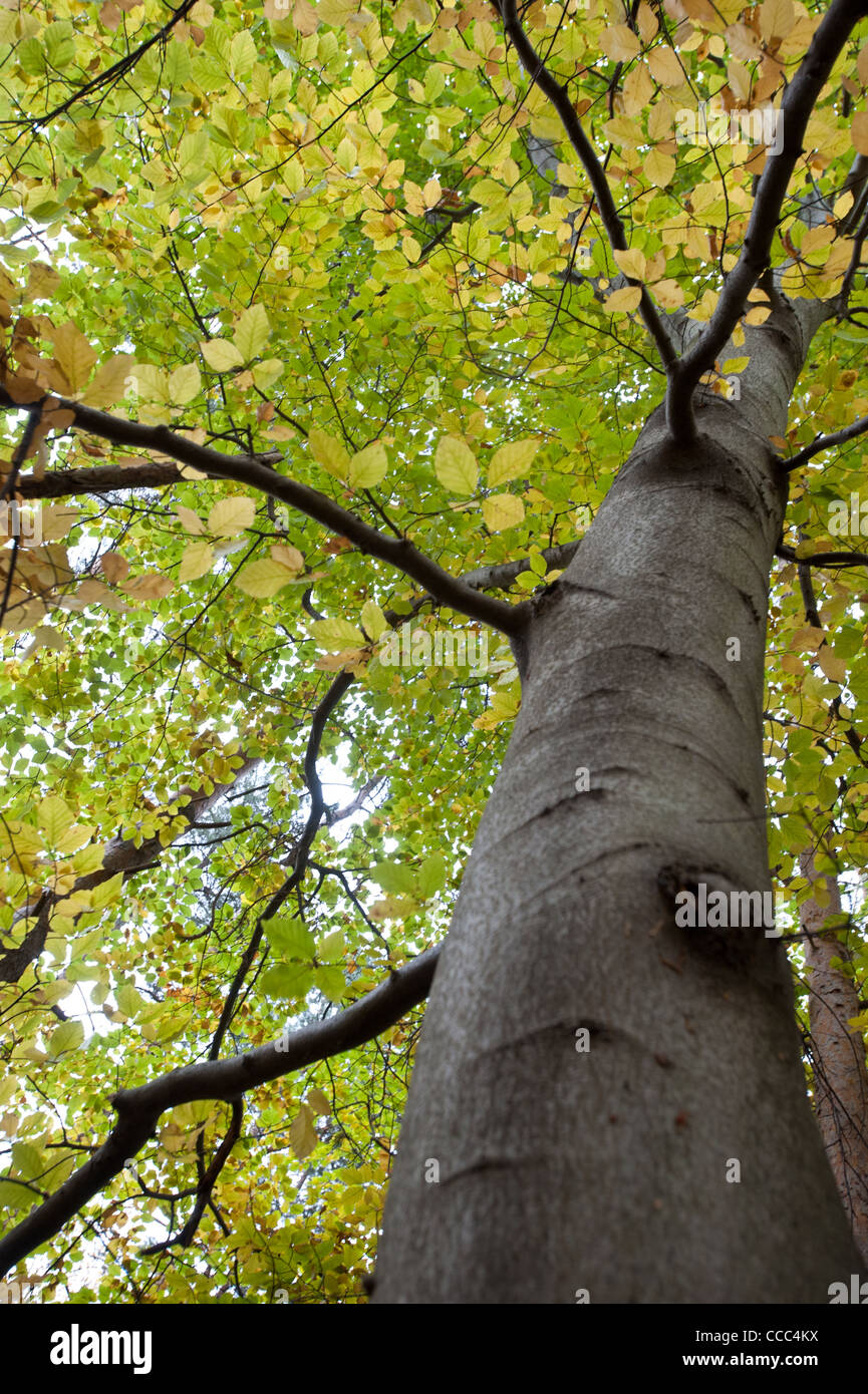 Detail of beech tree in the Autumn, Oslo, Norway. Stock Photo