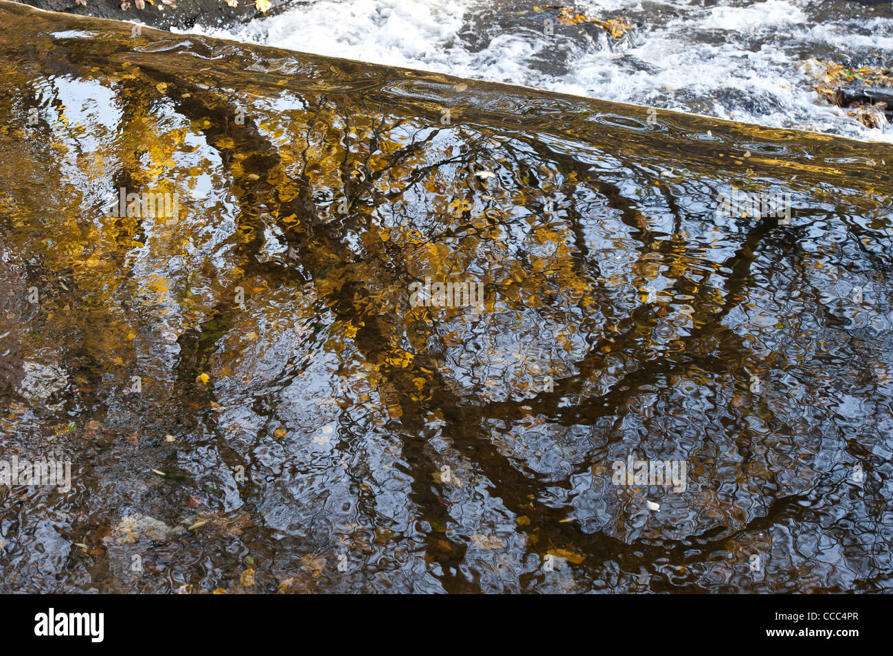 Reflection of a tree in Akerselva river in the Autumn, Oslo, Norway. Stock Photo