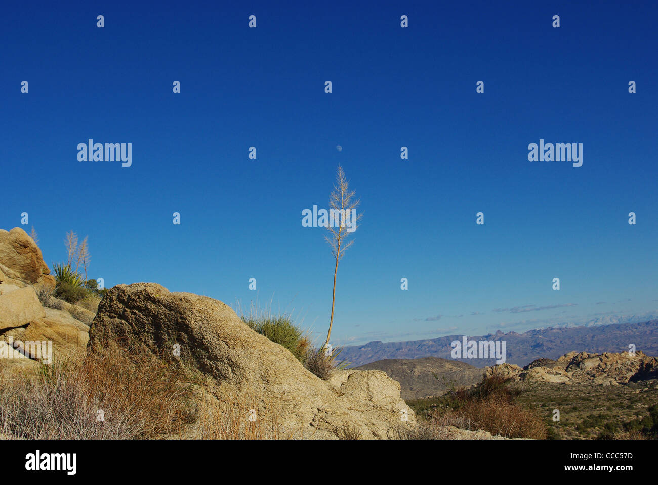 Christmas tree pass hires stock photography and images Alamy