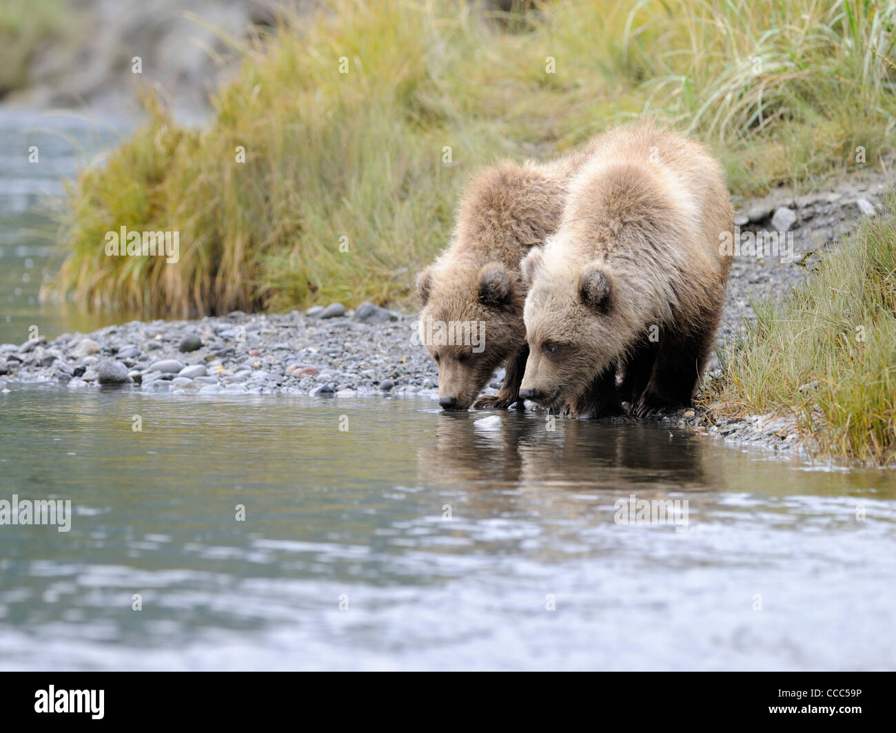 Brown Bear ( Ursus arctos ) Two cubs stand side by side to partake of ...