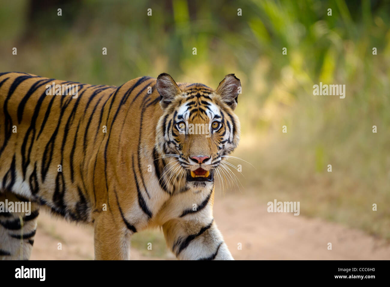 Bengal tiger in Bandhavgarh National Park, India. Stock Photo