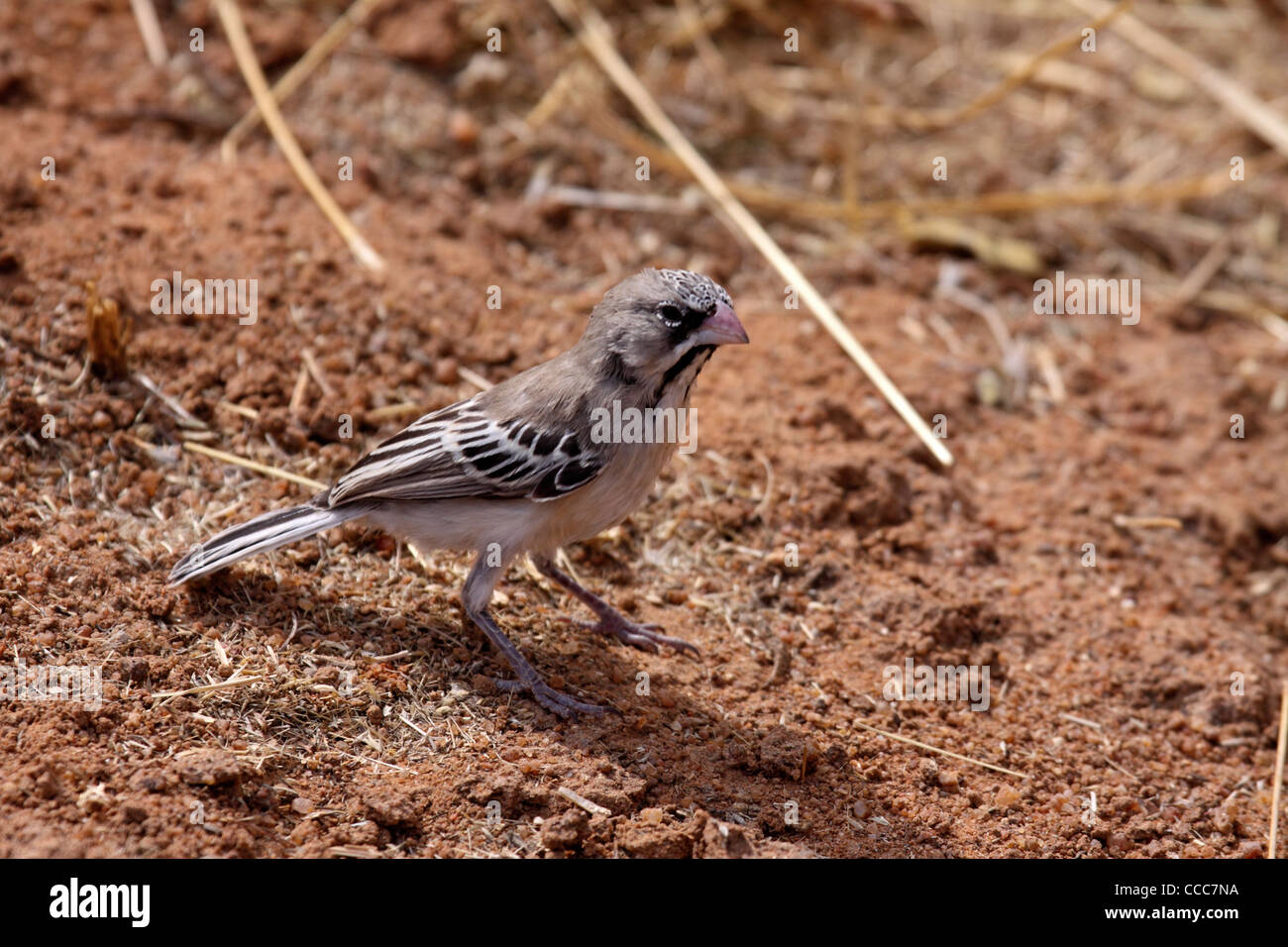 Scaly feathered finch in Namibia Stock Photo
