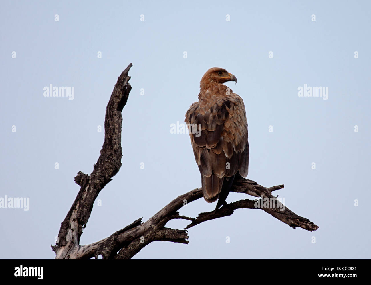 Wahlbergs eagle perched in dead tree Stock Photo