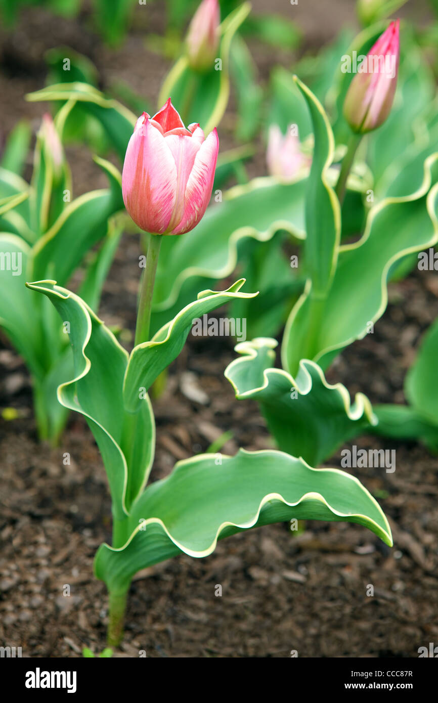 Beautiful tulips in the garden Stock Photo