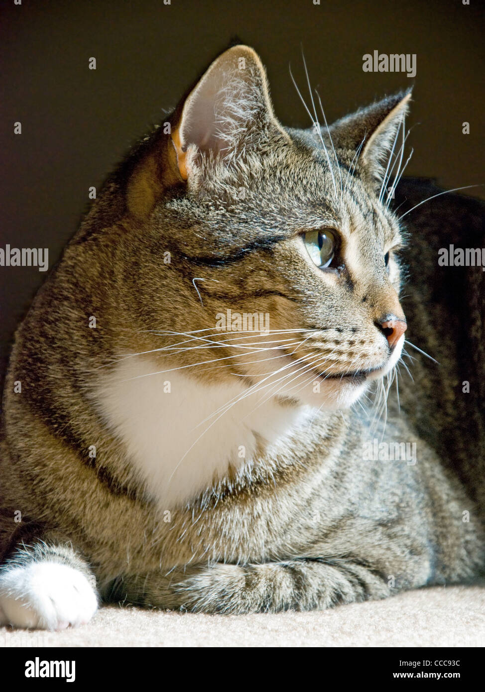 Beautiful cat sitting on the carpet Stock Photo Alamy