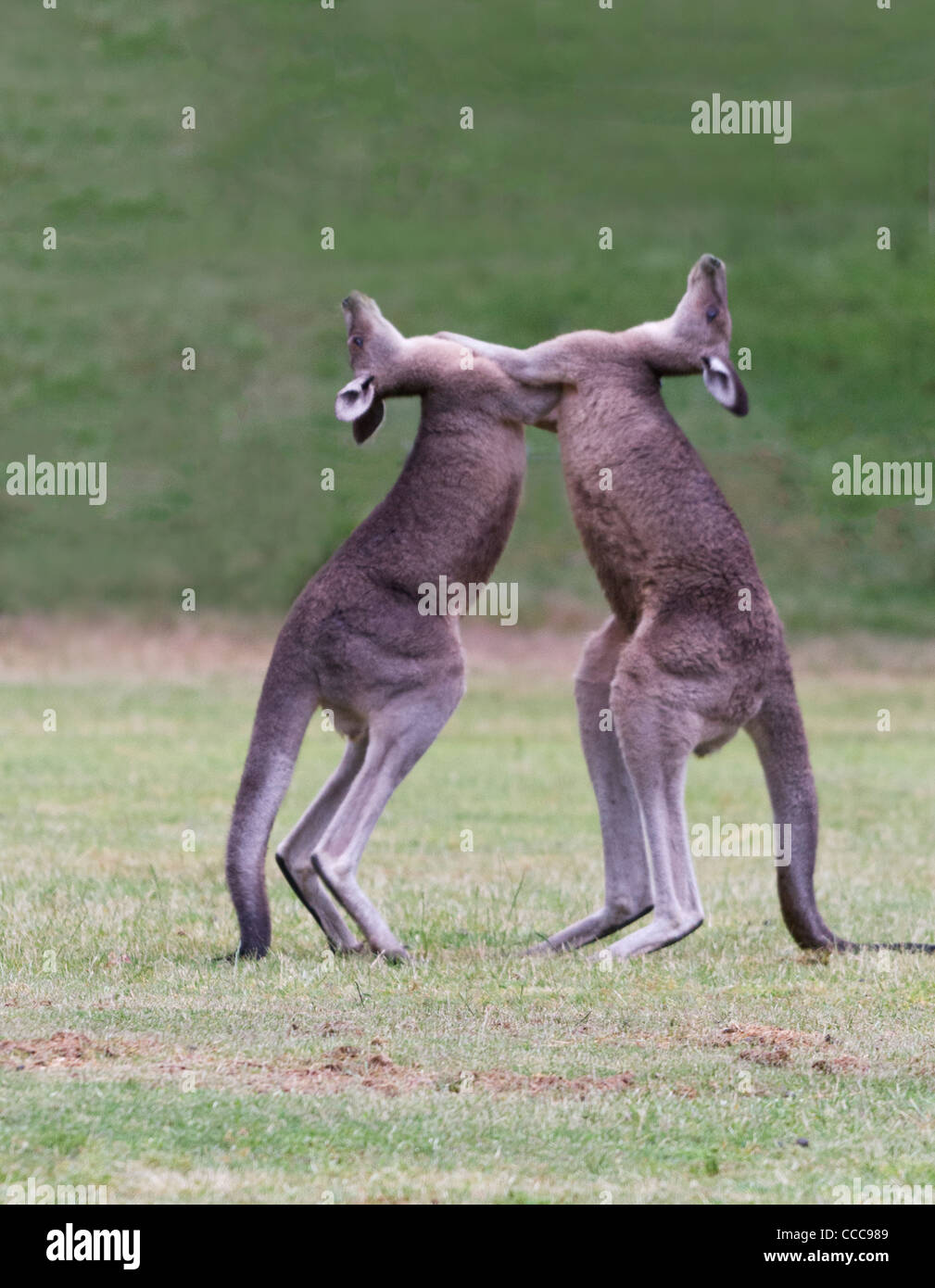 Лемур сифака. Событие геншин танцующие звери. Событие геншин танцующие звери. Событие геншин танцующие звери. Танцующая белка.