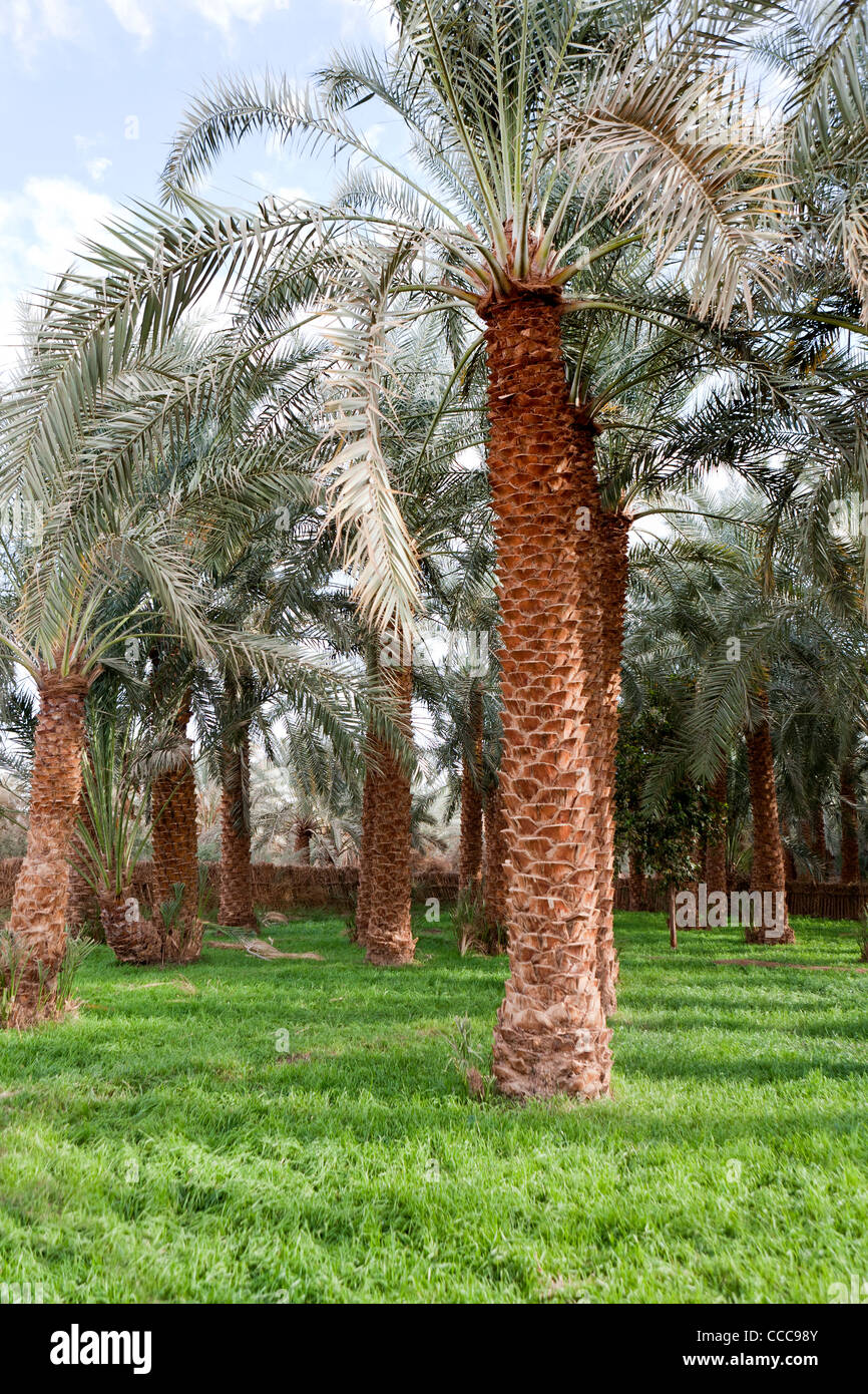Vertical shot of well tended date palm trees in a private garden in Dakhla Oasis, Western Desert Egypt Stock Photo