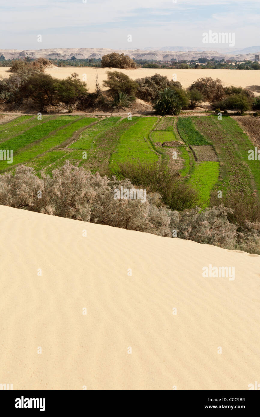 Vertical shot taken from a sand dune looking over the fertile areas of farmland Dakhla Oasis, Western Desert of Egypt Stock Photo