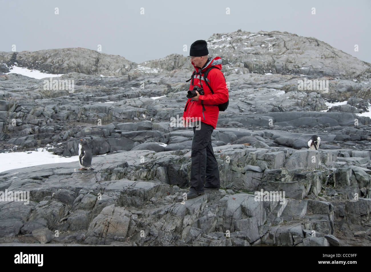 Antarctica, Antarctic Peninsula. Petermann Island. Tourist with Gentoo penguin (Pygoscelis papua). Model released. Stock Photo