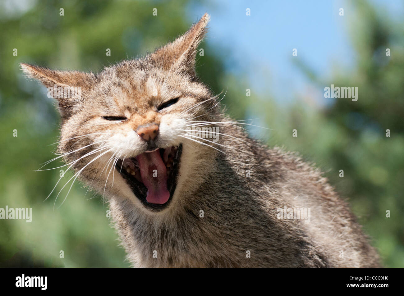 Scottish Wildcat (Felis Silvestris grampia) Stock Photo