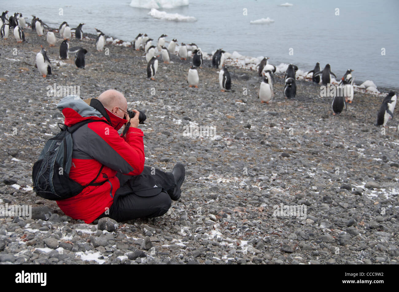 Antarctica, Antarctic Peninsula, Brown Bluff. Tourist watching Gentoo penguins (Pygoscelis papua). MR Stock Photo