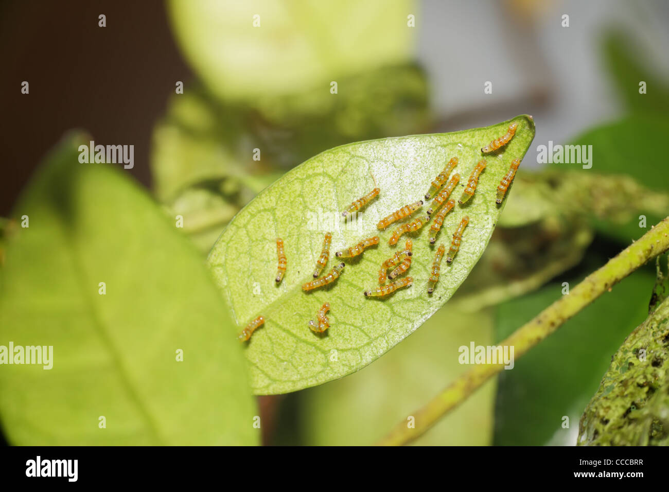 Baby caterpillar