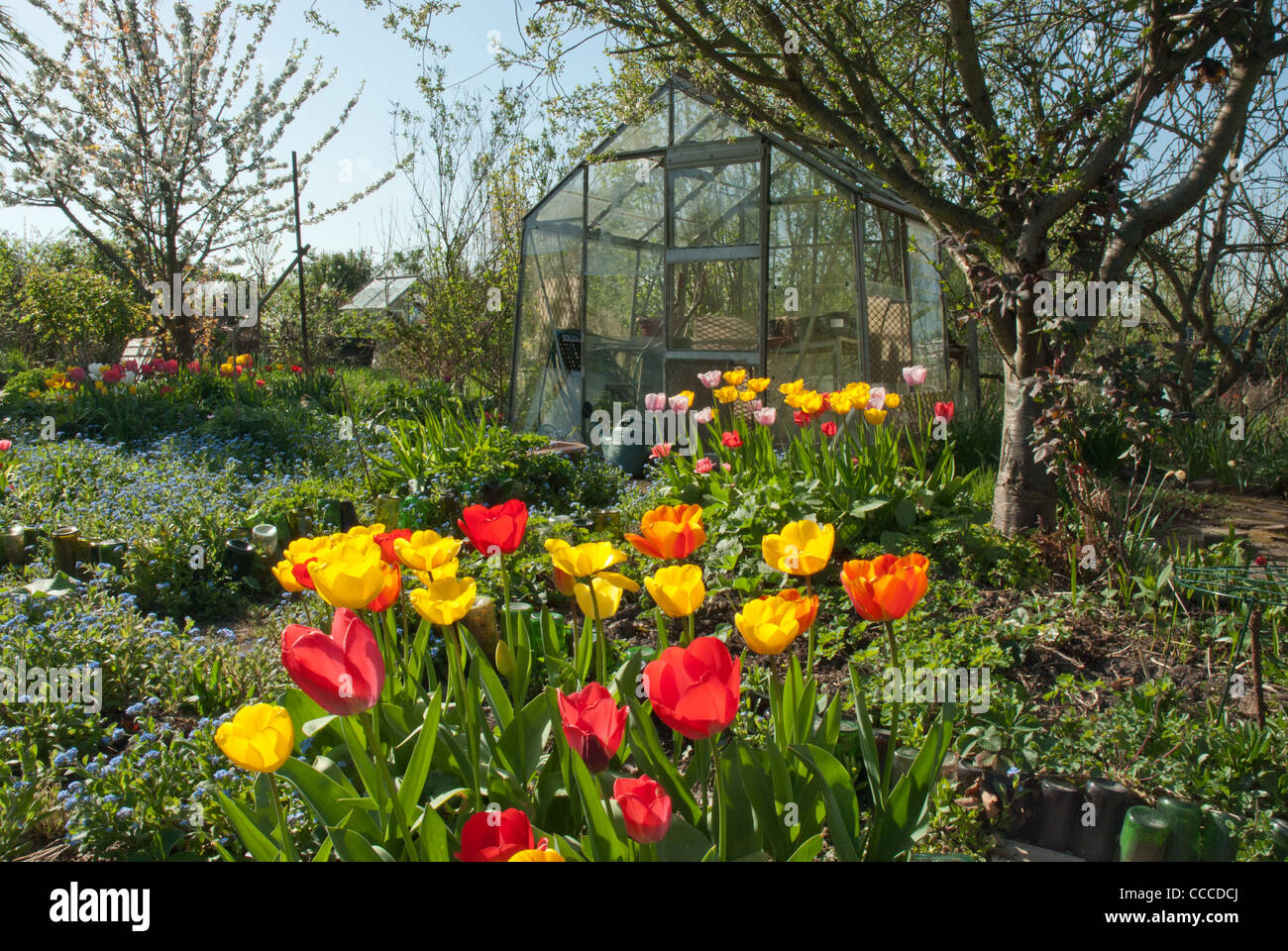 Spring on the allotment, greenhouse with brightly coloured red /yellow