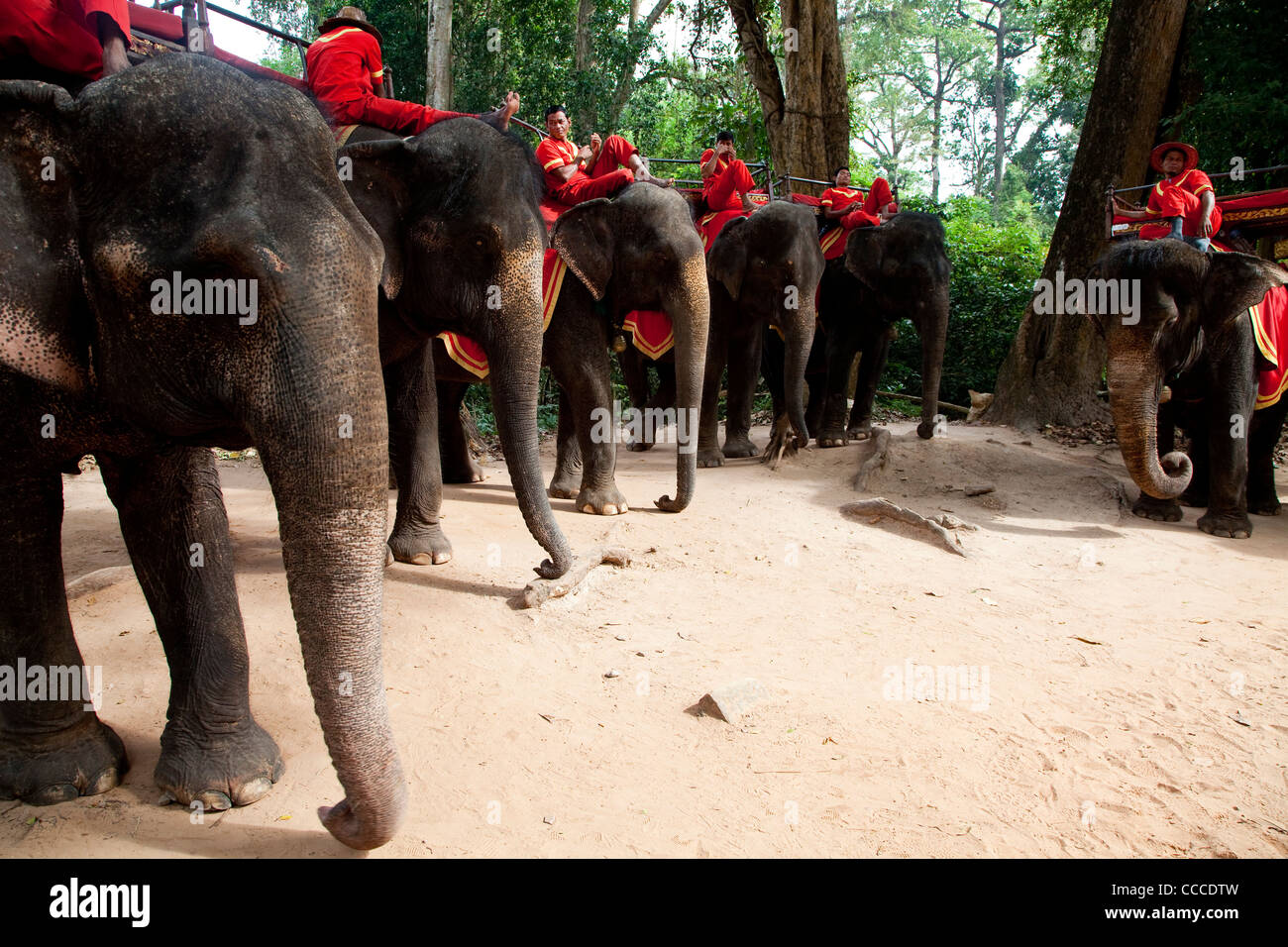 Elephants for tourists and tourist ride, outside Bayon temple, Angkor area, Cambodia, Asia Stock Photo