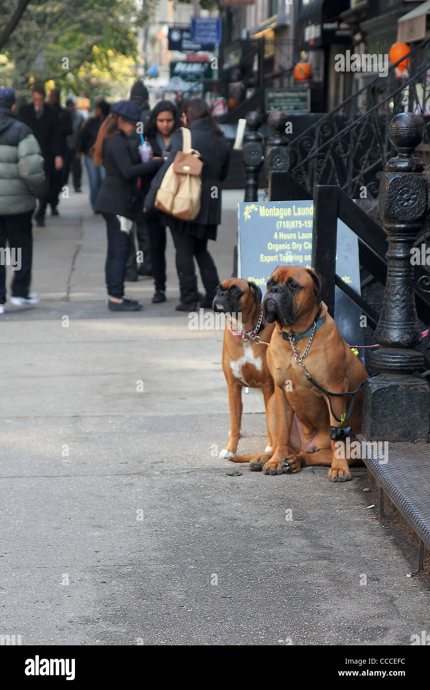 Two dogs, Brooklyn, New York City Stock Photo Alamy