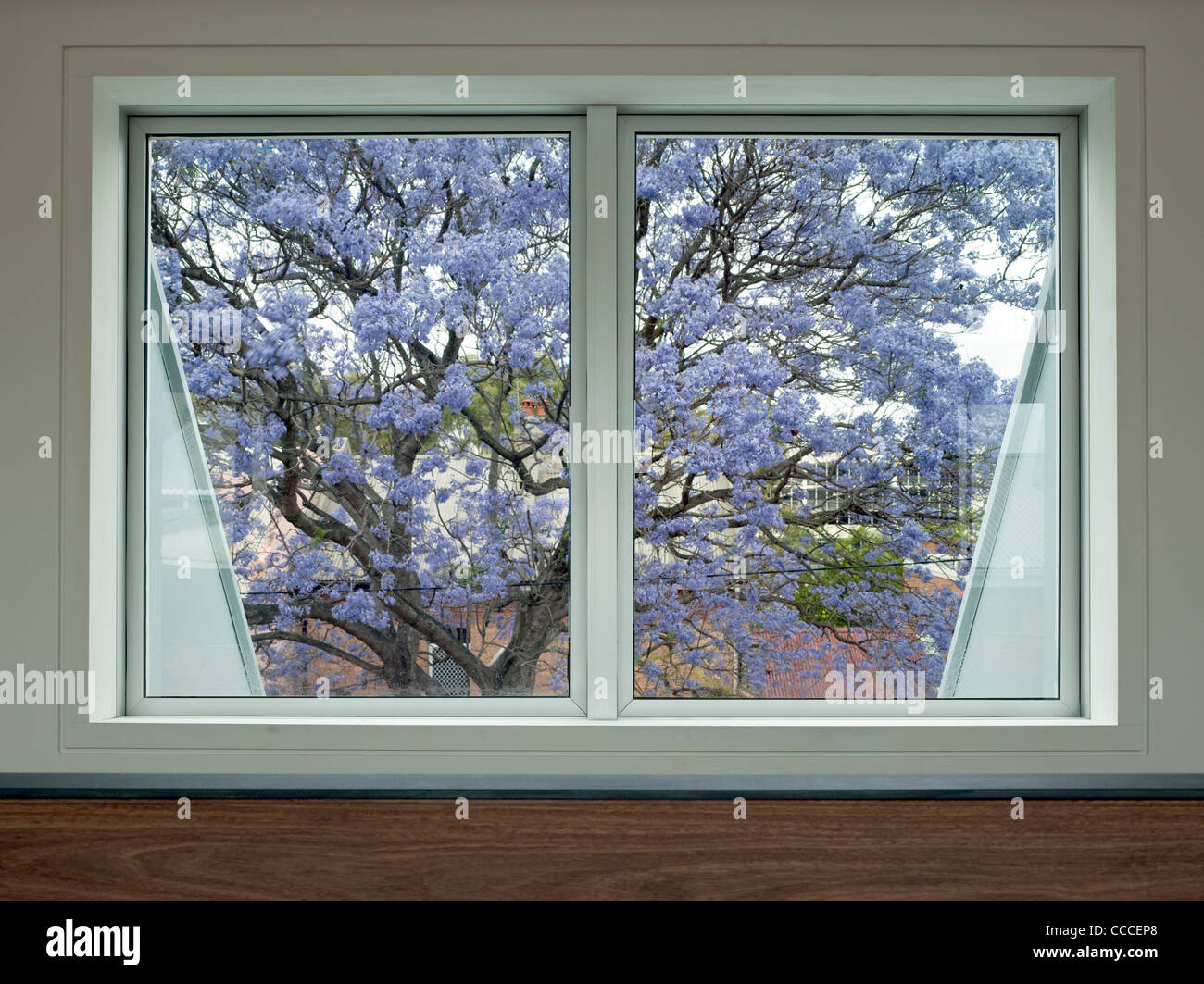 Glebe Residence, Tzannes Associates Architects, Sydney, 2009, dormer window and Jacaranda tree Stock Photo