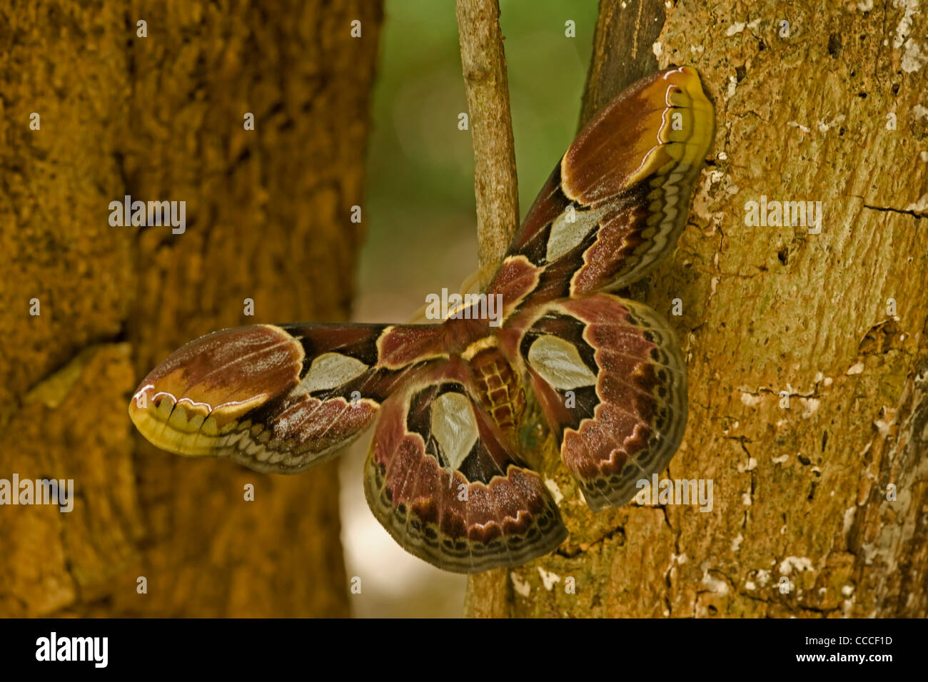 Rothschildia moth hi-res stock photography and images - Alamy