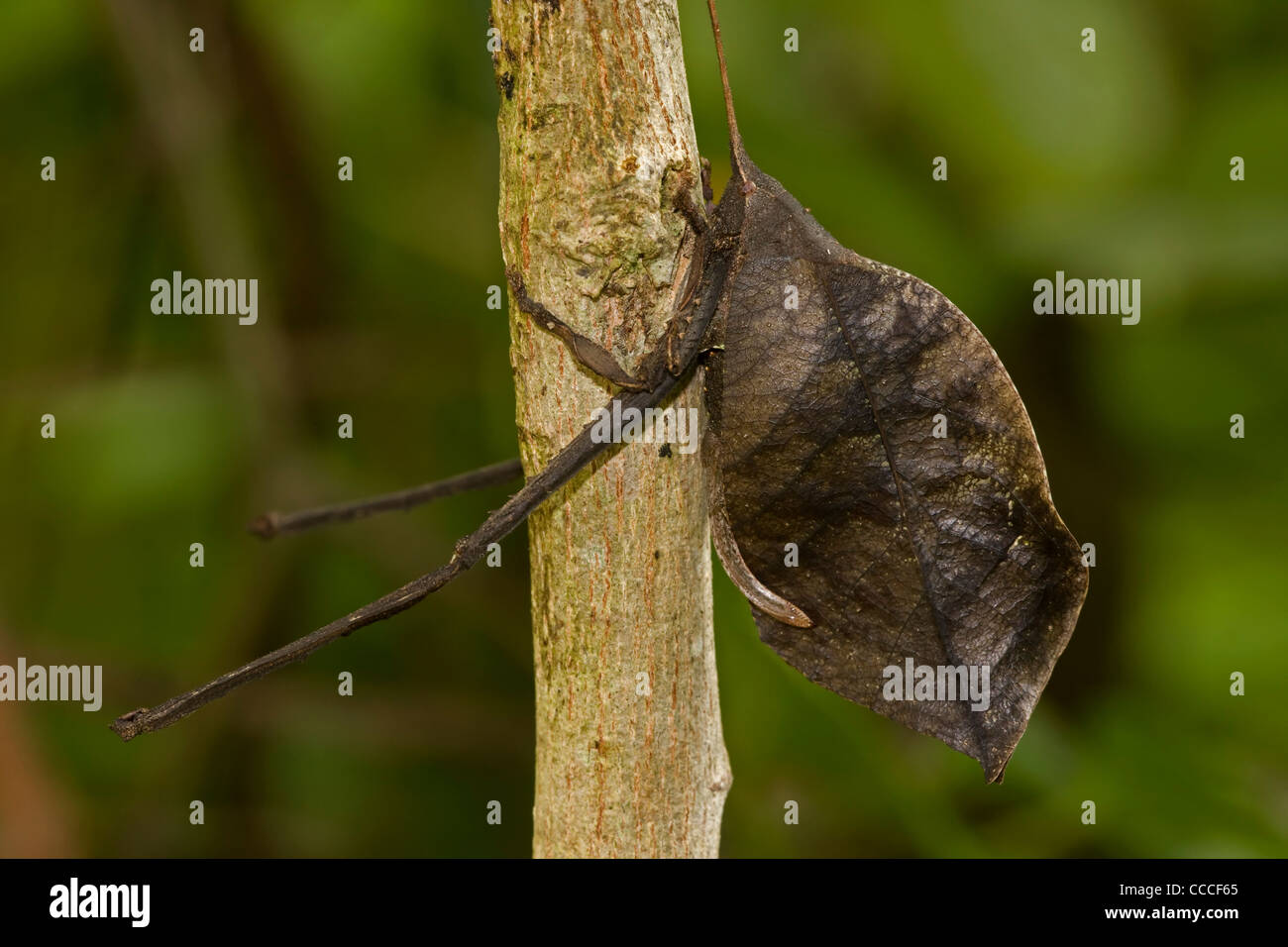 Leaf mimic katydid - Costa Rica - camoflauged to look like leaf for defense from predators Stock Photo