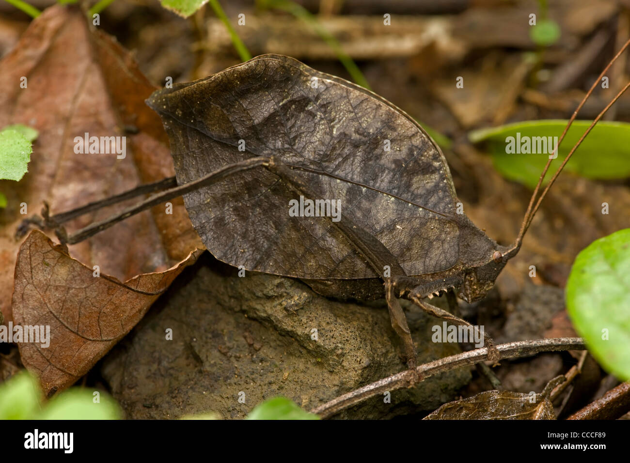 Leaf mimic katydid - Costa Rica - camoflauged to look like leaf for defense from predators Stock Photo