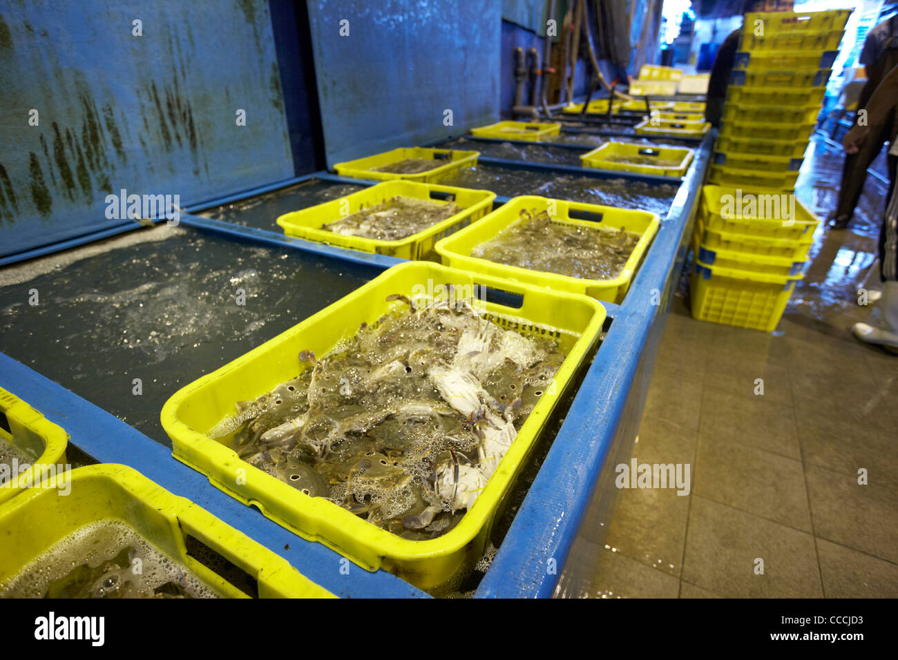 Crab tanks hires stock photography and images Alamy