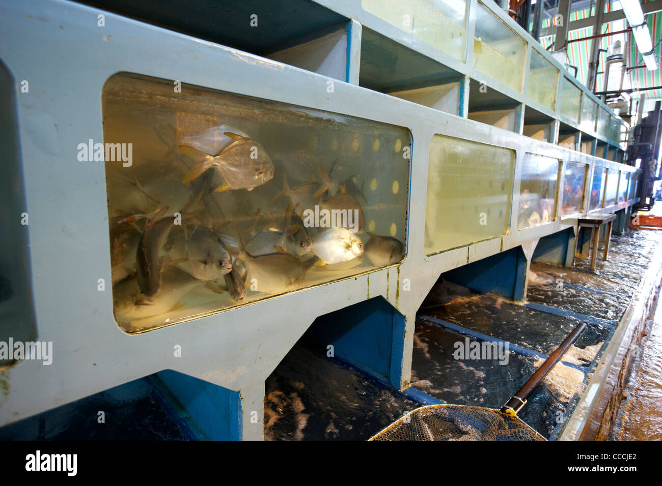 tanks of freshly caught fish on sale at aberdeen wholesale fish and