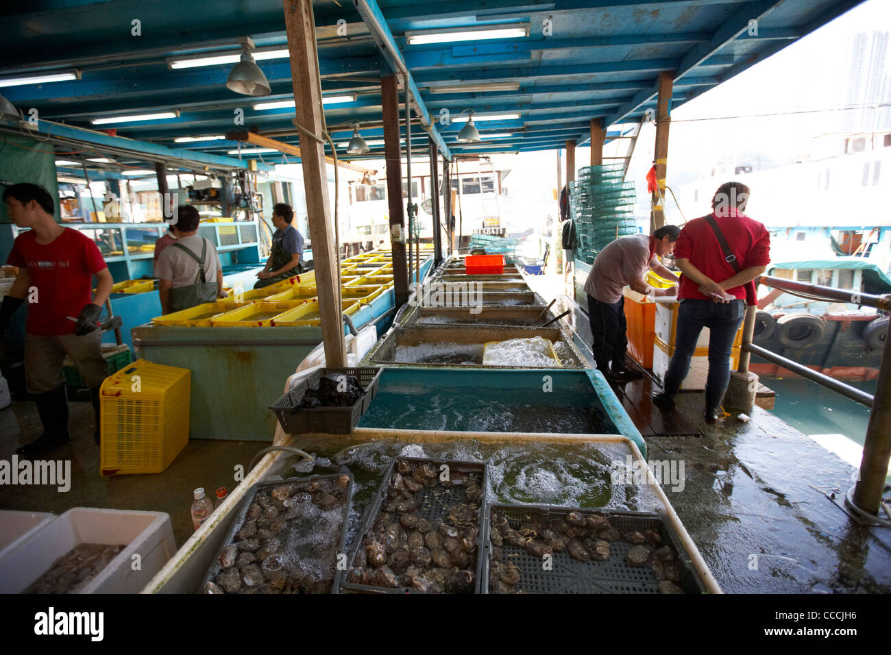 tanks of fresh shellfish for sale at aberdeen wholesale fish and seafood market hong kong hksar china asia Stock Photo
