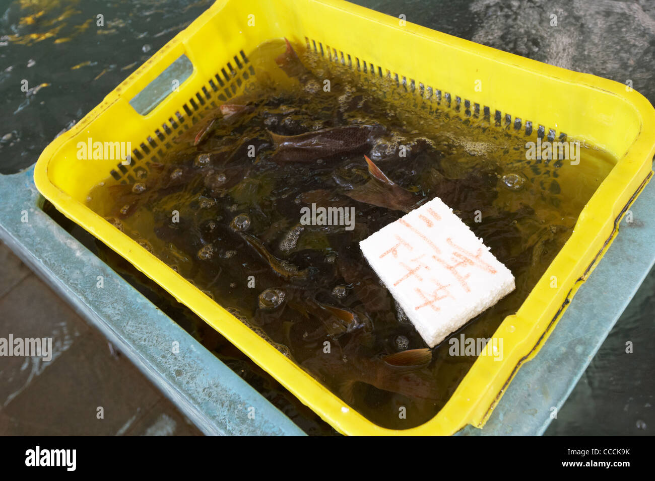 basket of fresh fish sold with seller floating marker in aberdeen wholesale fish and seafood market hong kong hksar china asia Stock Photo