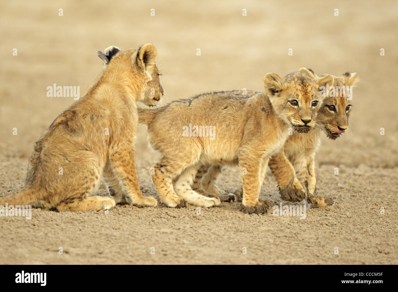 Three cute lions cubs (Panthera leo), Kgalagadi Transfrontier Park, South Africa Stock Photo