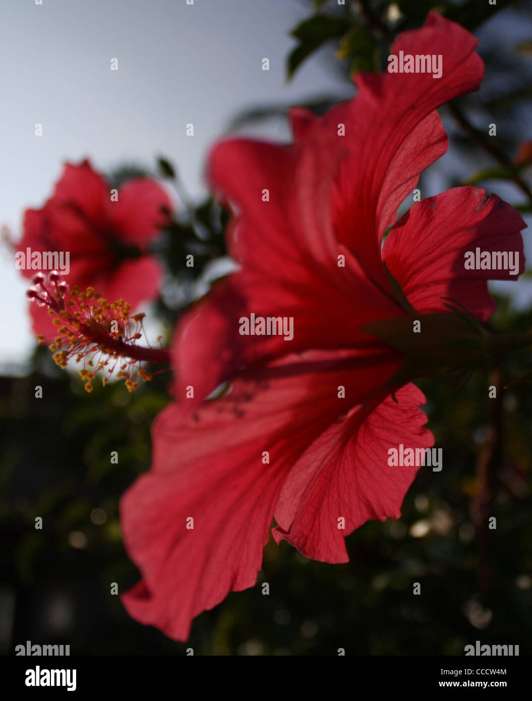 Red Hibiscus Flower Hawaii Tropical Stock Photo - Alamy