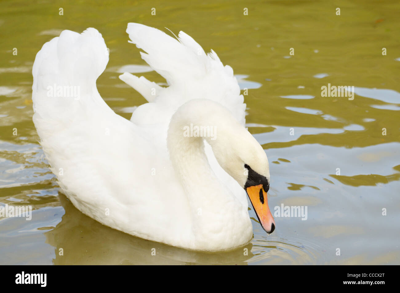 Beautiful white swan floating on a surface of the lake Stock Photo - Alamy