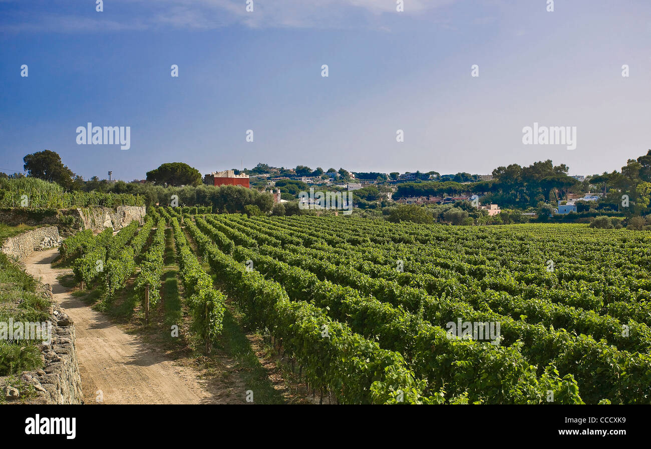 Wine country,Ischia Island,Campania,Naples,Italy,Europe. Stock Photo