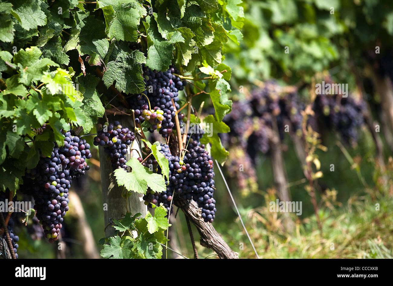 Wine country,Ischia Island,Campania,Naples,Italy,Europe. Stock Photo