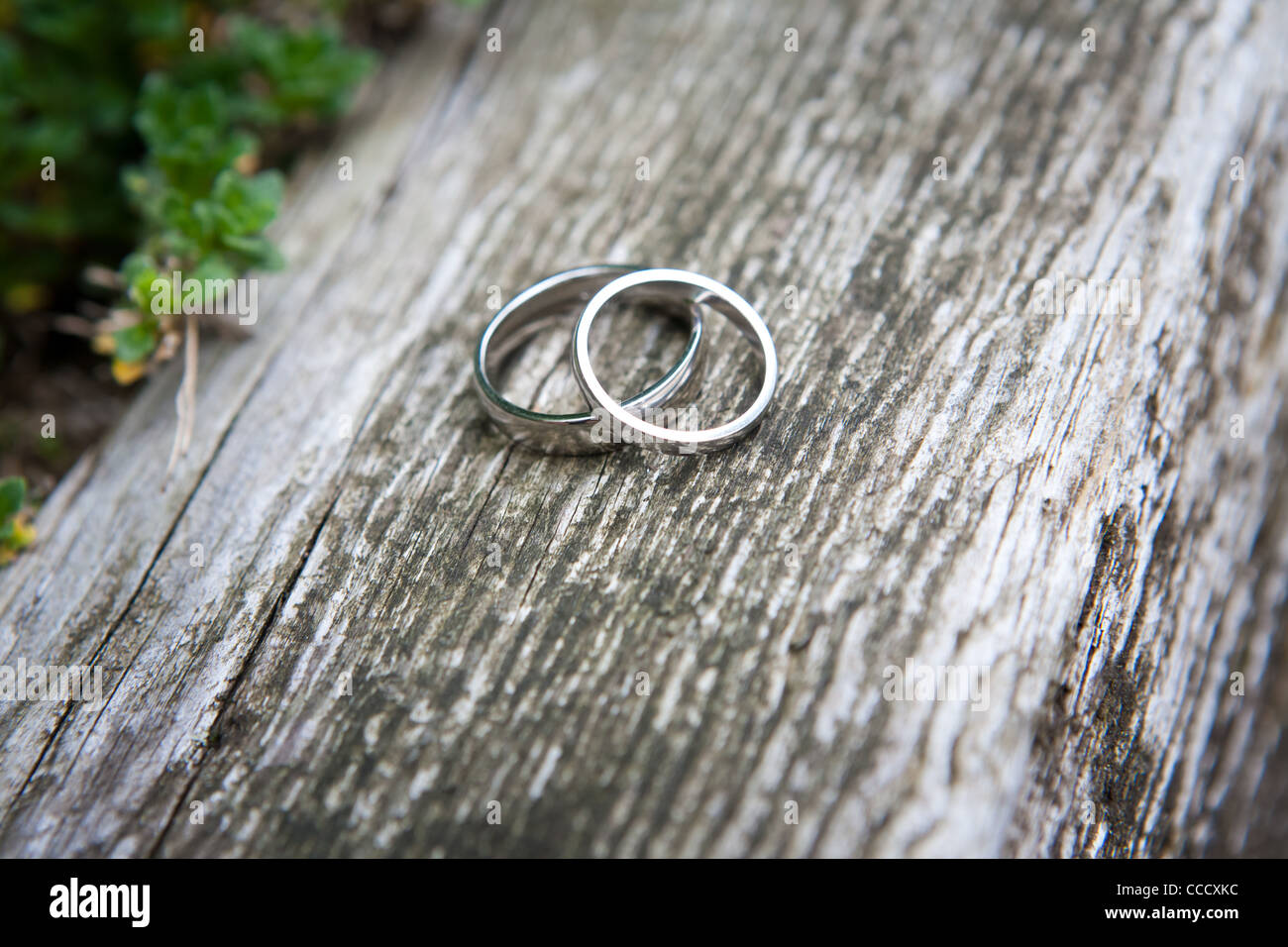 Wedding Rings Stock Photo