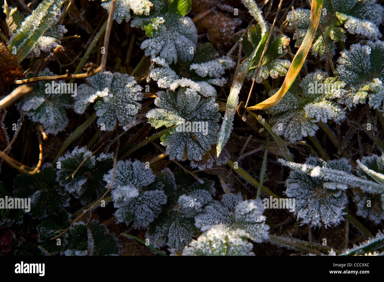 Frost creates delicate patterns on ground-creeping plants Stock Photo -  Alamy