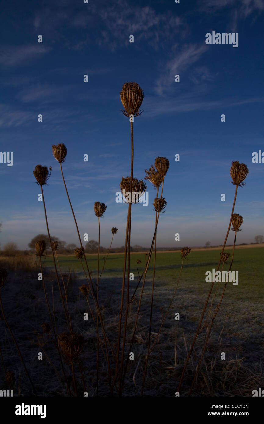 Wildflower seed heads are pictured against a bright blue sky on a