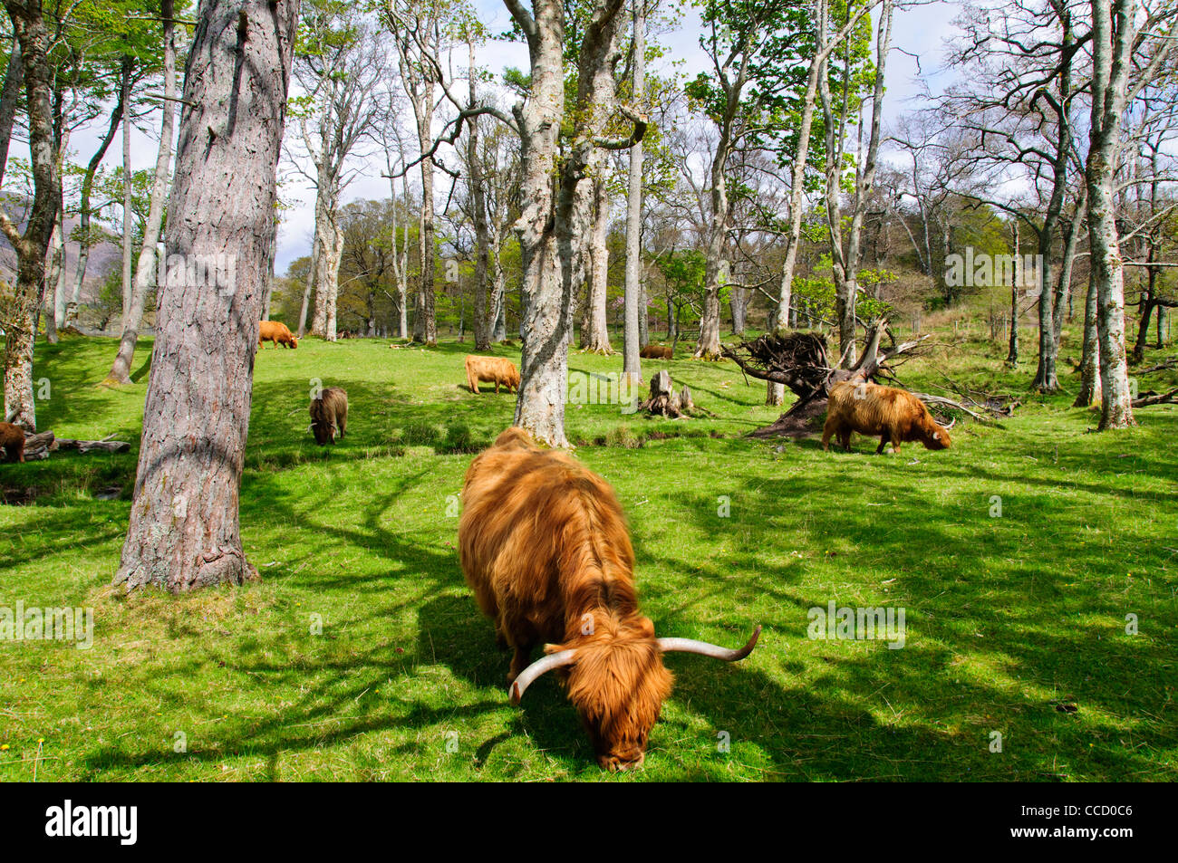 Highland cattle,a Scottish breed of beef cattle with long horns and ...